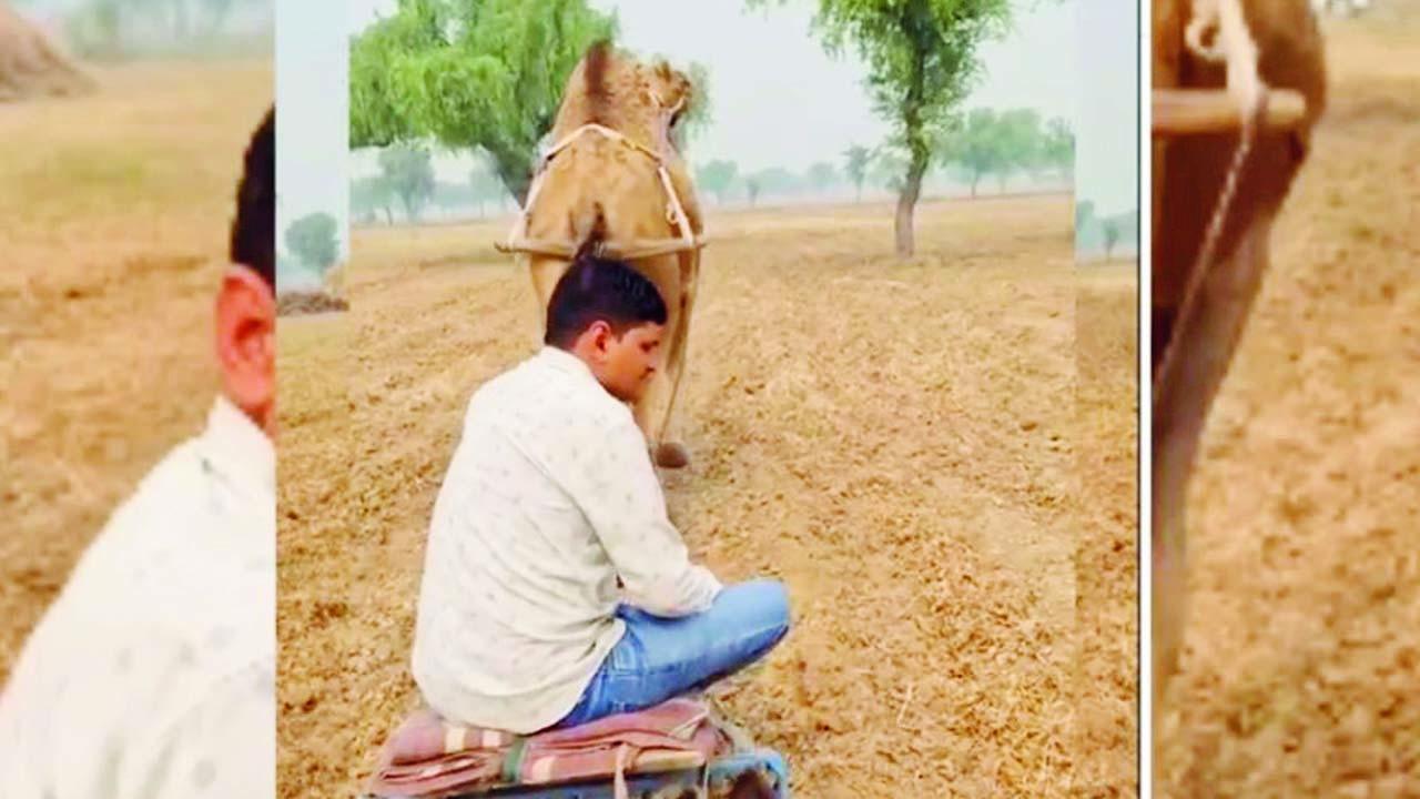 વાયરલ વીડિયોમાંથી સ્ક્રીન શૉટ